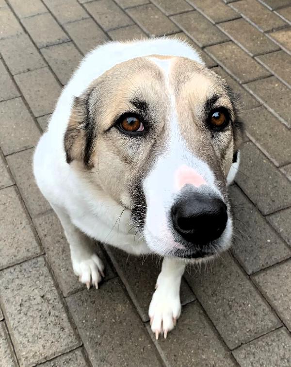 COCA CAGNOLINA DOLCISSIMA Foto 2